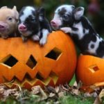 Pig-and-pumpkin