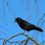 crow-284491_1920