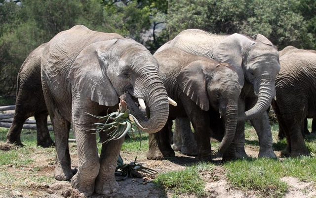 tour-africam-safari-puebla-elefantes