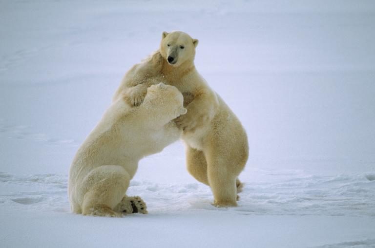 Los animales se divierten