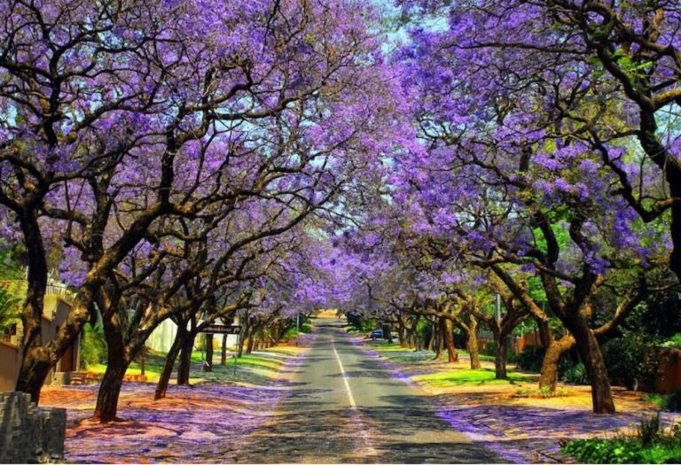Tatsugoro Matsumoto y la magia de las jacarandas en México