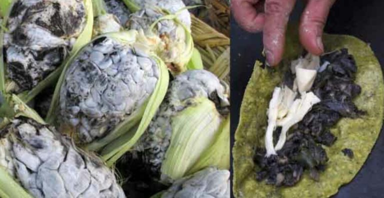 El huitlacoche, los mexicanos son los únicos que lo consumen