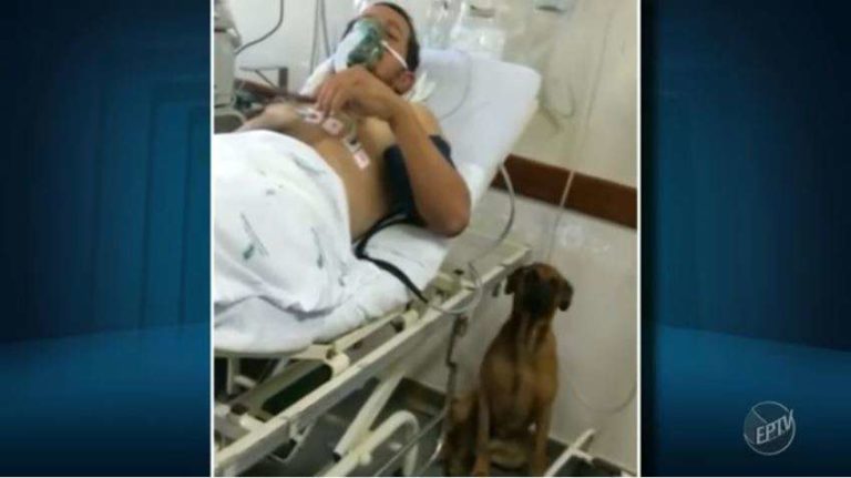 El perro que esperó a su dueño durante 8 días fuera del hospital