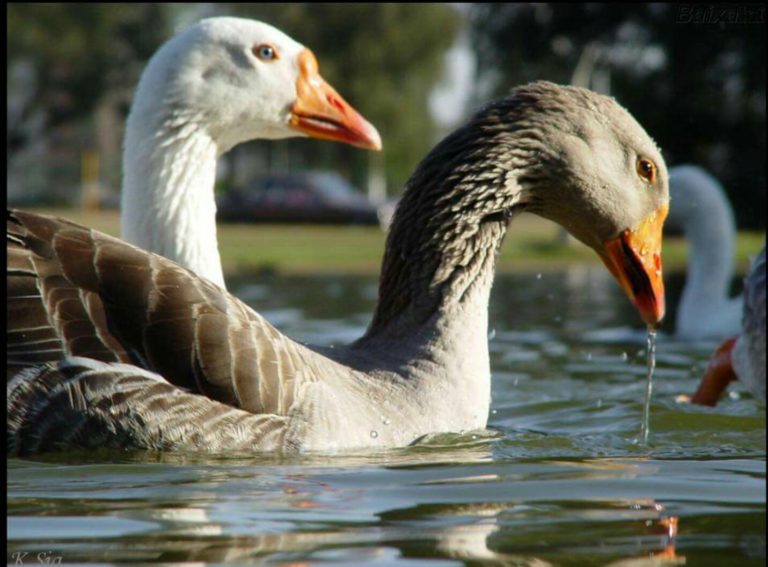Cuando dos patos se pelean… son más sensatos que los humanos