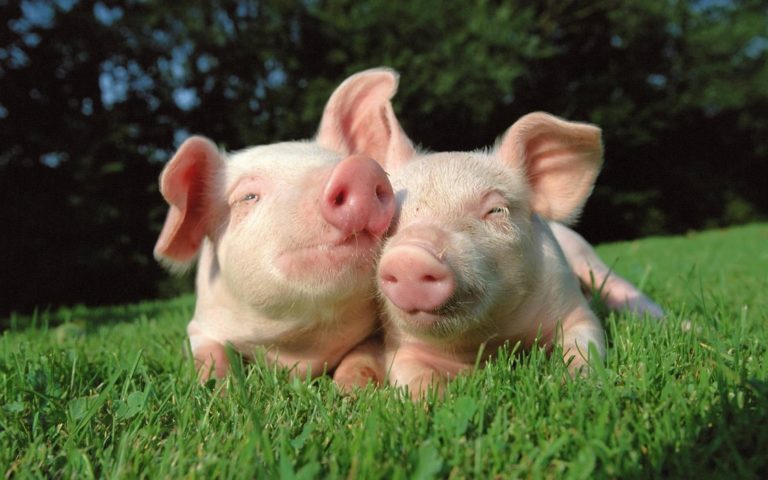 ¿La carne de puerco es en realidad mala para la salud?