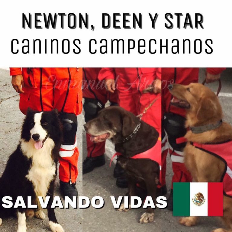 Este es el álbum de los perritos que sacaron la garra por México