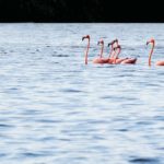Flamingos