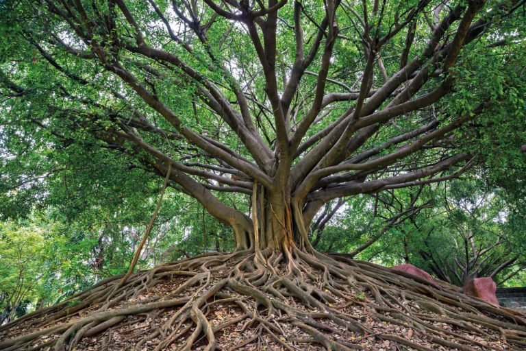 El valor de un árbol