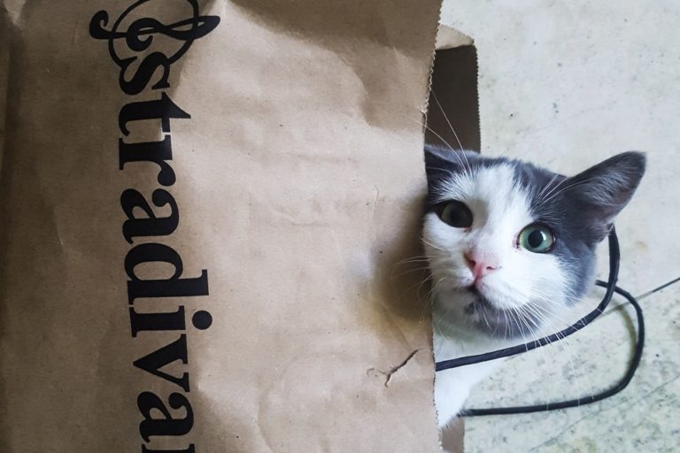 Amores gatos