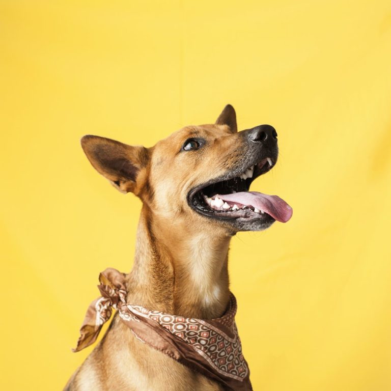 Animales con estrella; rescate y adopción animal