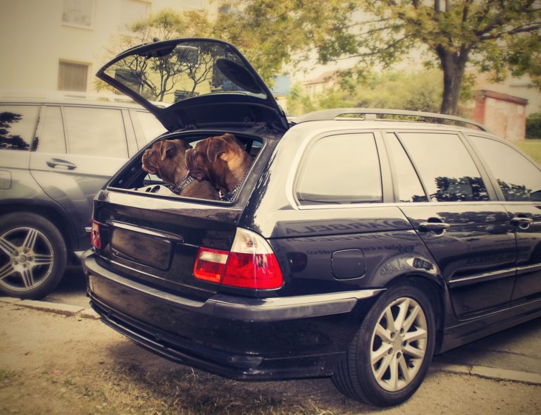 5 características de los autos más seguros para mamá