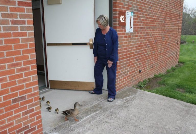 Mamá pato va al mismo hospital cada año a poner huevos y cuidar a sus crías