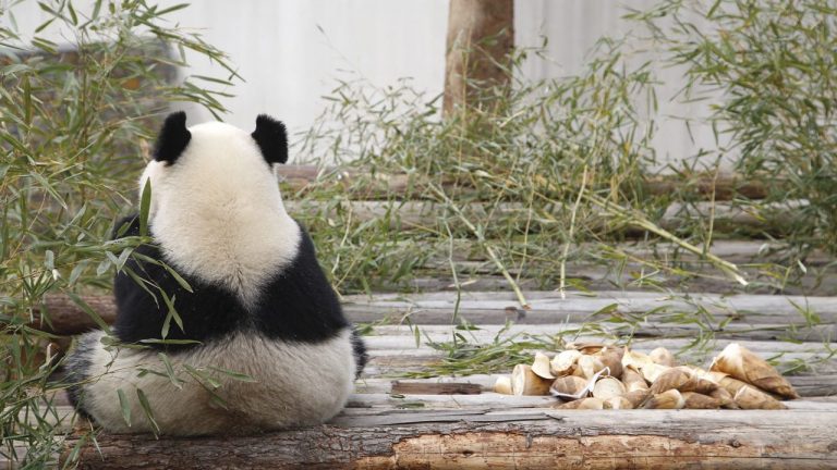 Pandas mexicanos